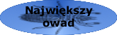 Najwi�kszy owad